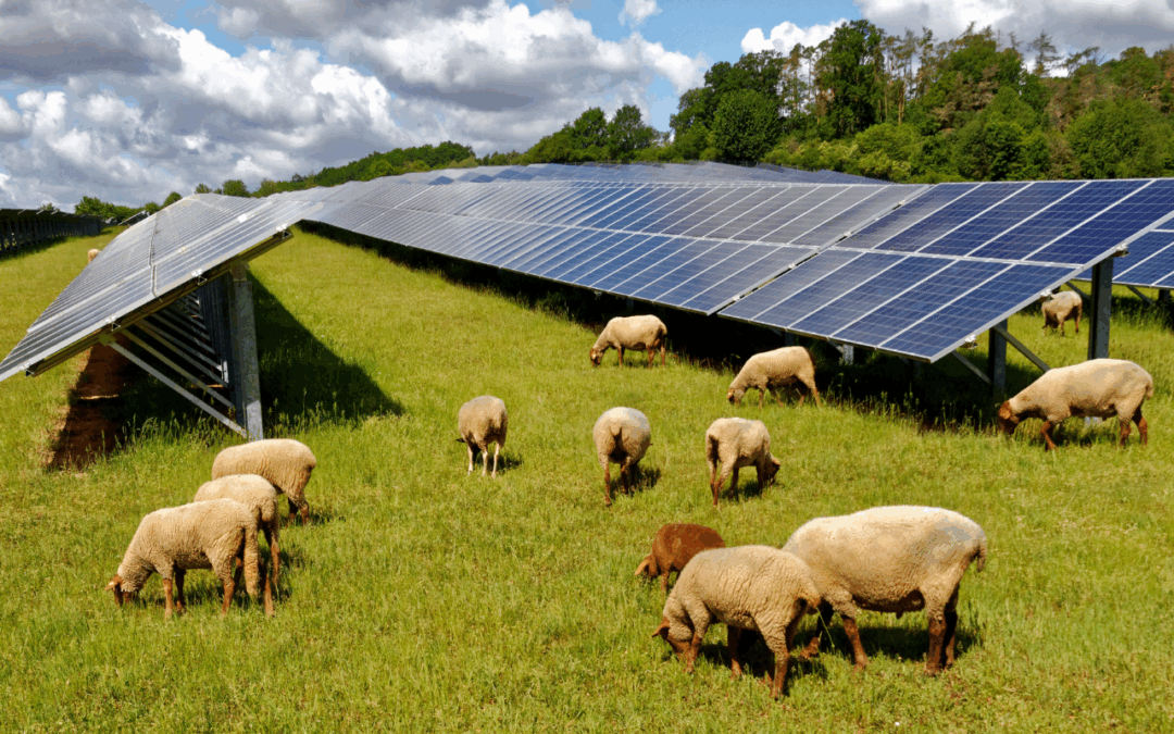 Agrivoltaics: Research and Opportunities for Wisconsin